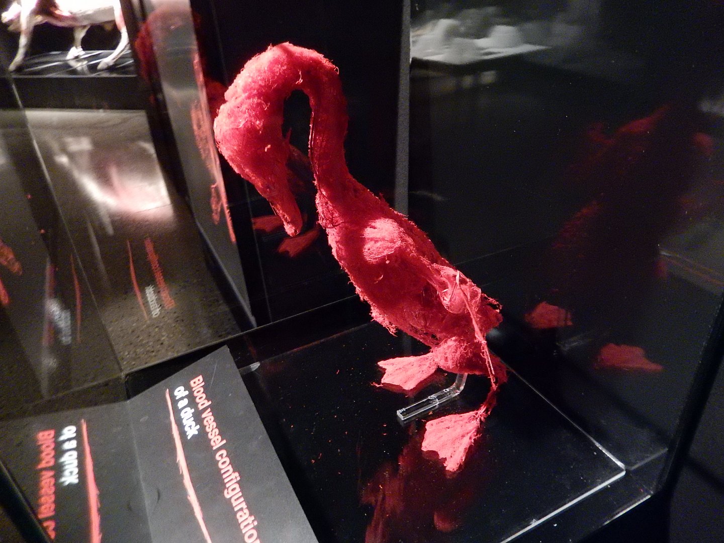 5/17/2017 - Body Worlds: Animal Inside Out - Duck Blood Vessel Configuration