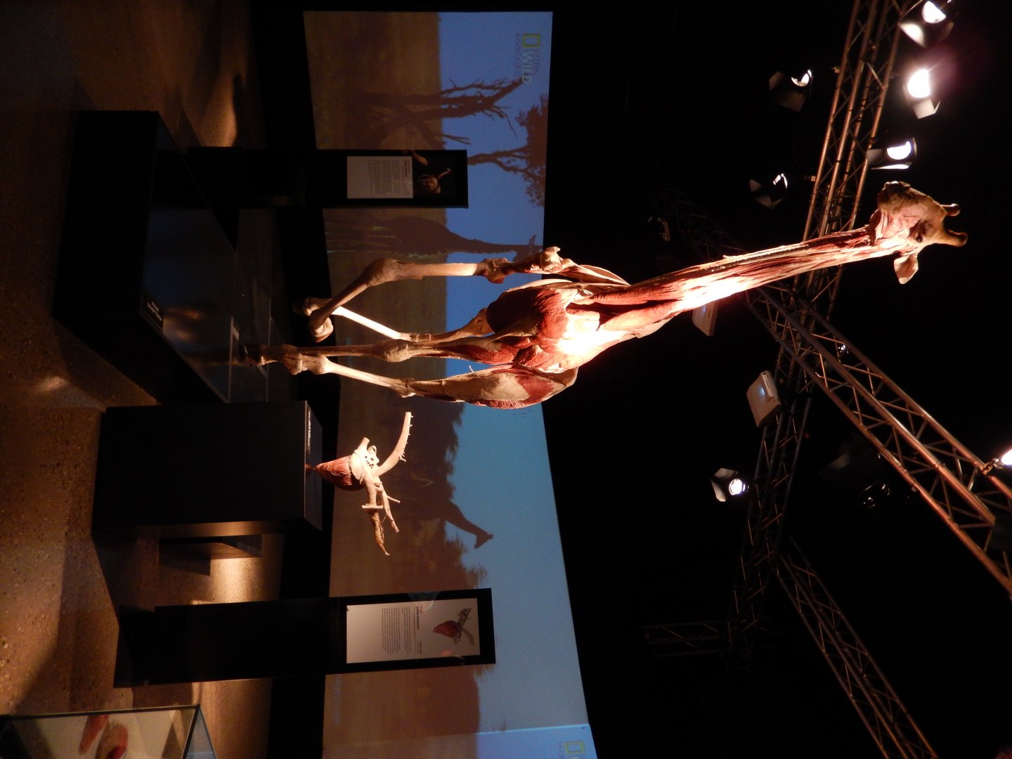 5/17/2017 - Body Worlds: Animal Inside Out - Giraffe Muscle Reconstruction