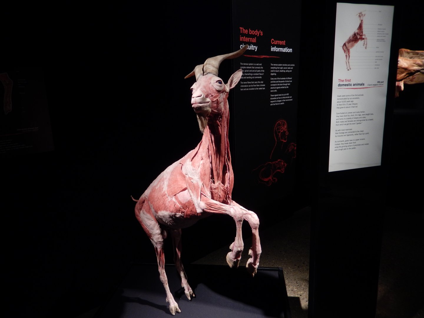 5/17/2017 - Body Worlds: Animal Inside Out - Goat Muscle Reconstruction