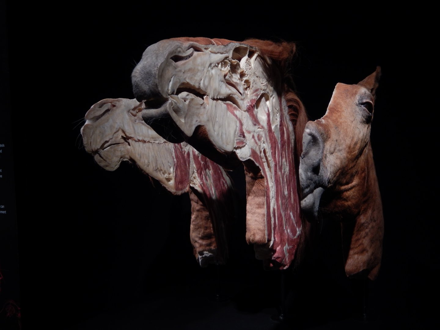 5/17/2017 - Body Worlds: Animal Inside Out - Inside a Horse