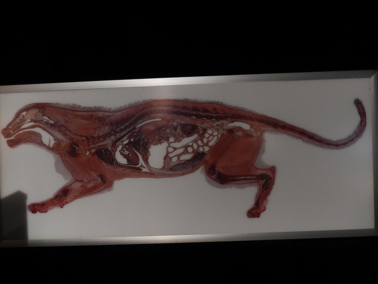 5/17/2017 - Body Worlds: Animal Inside Out - Inside a Lion