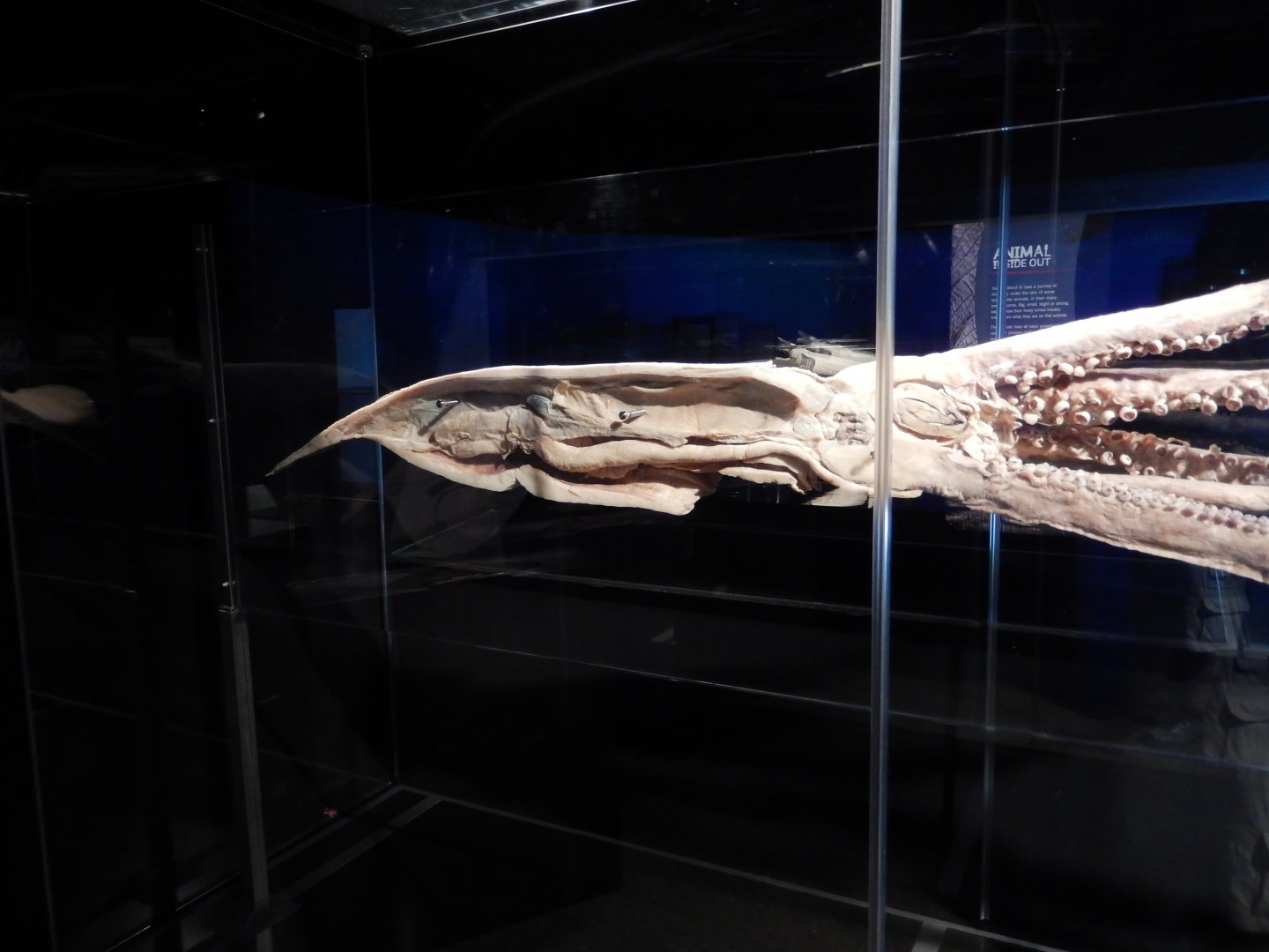 5/17/2017 - Body Worlds: Animal Inside Out - Inside a Squid