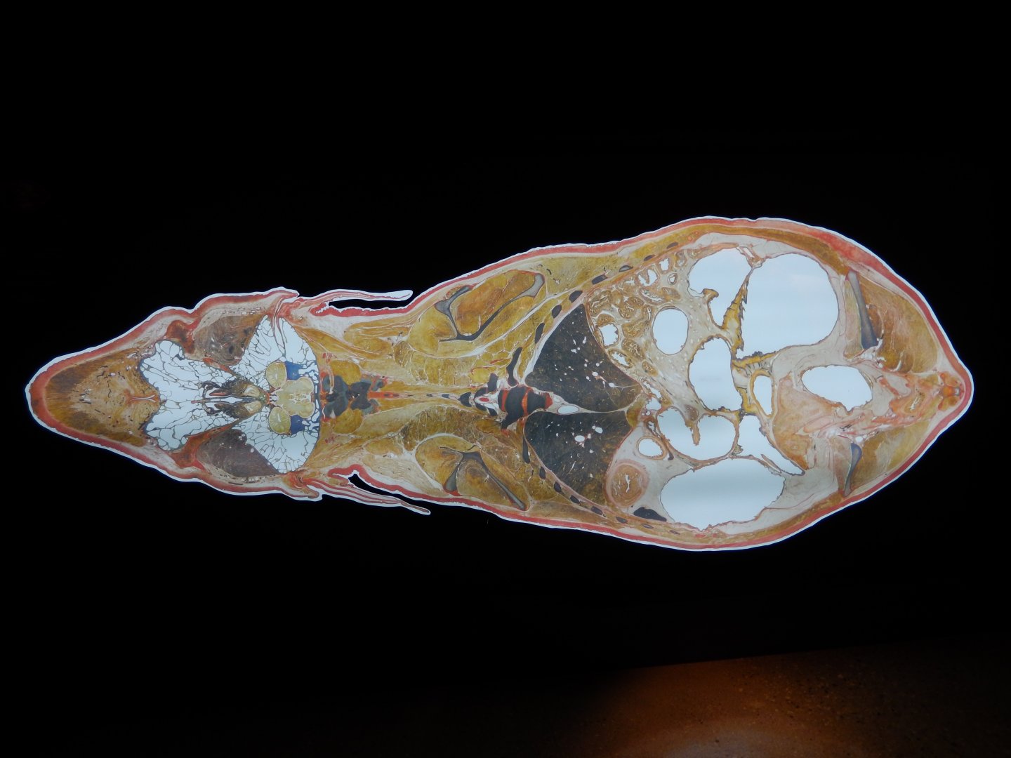 5/17/2017 - Body Worlds: Animal Inside Out - Inside an Asian Elephant