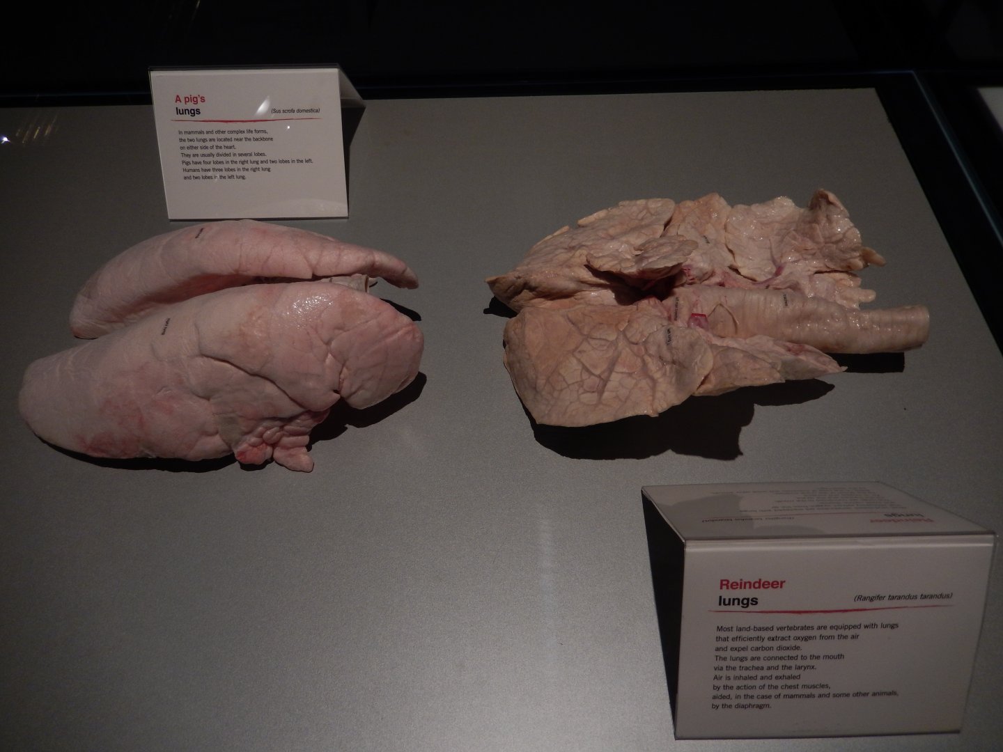 5/17/2017 - Body Worlds: Animal Inside Out - Lungs