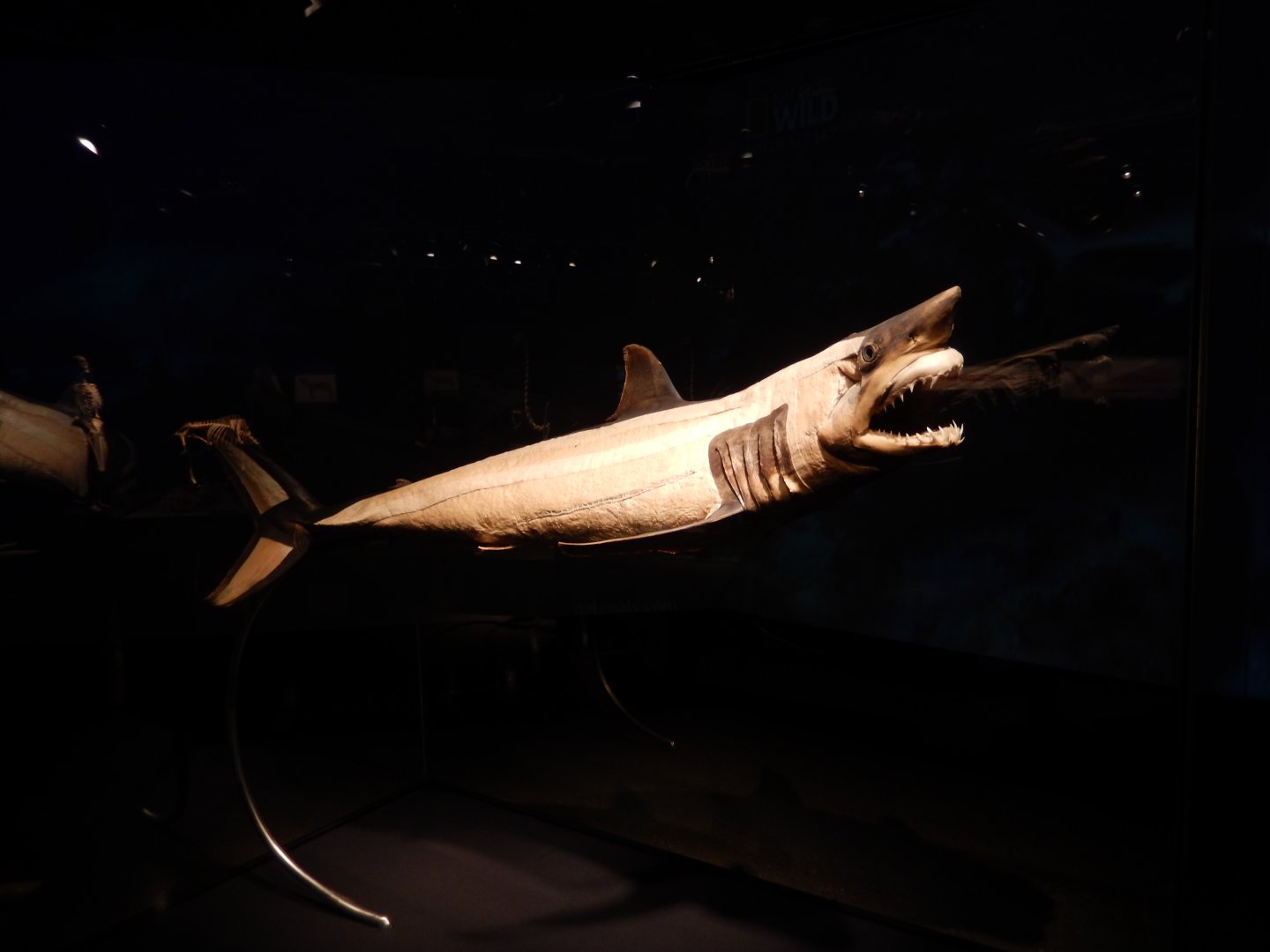 5/17/2017 - Body Worlds: Animal Inside Out - Mako Shark