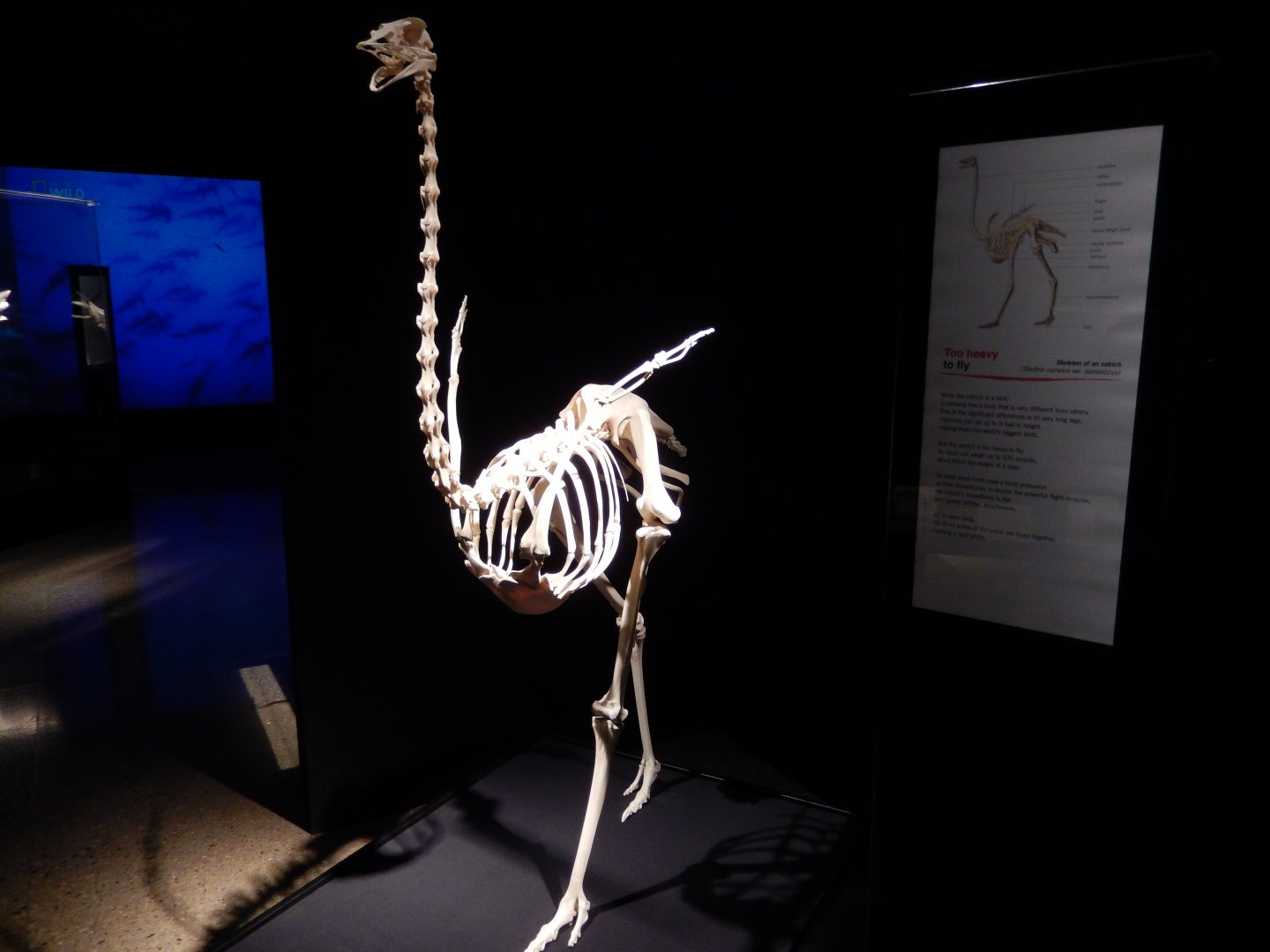 5/17/2017 - Body Worlds: Animal Inside Out - Ostrich Skeleton