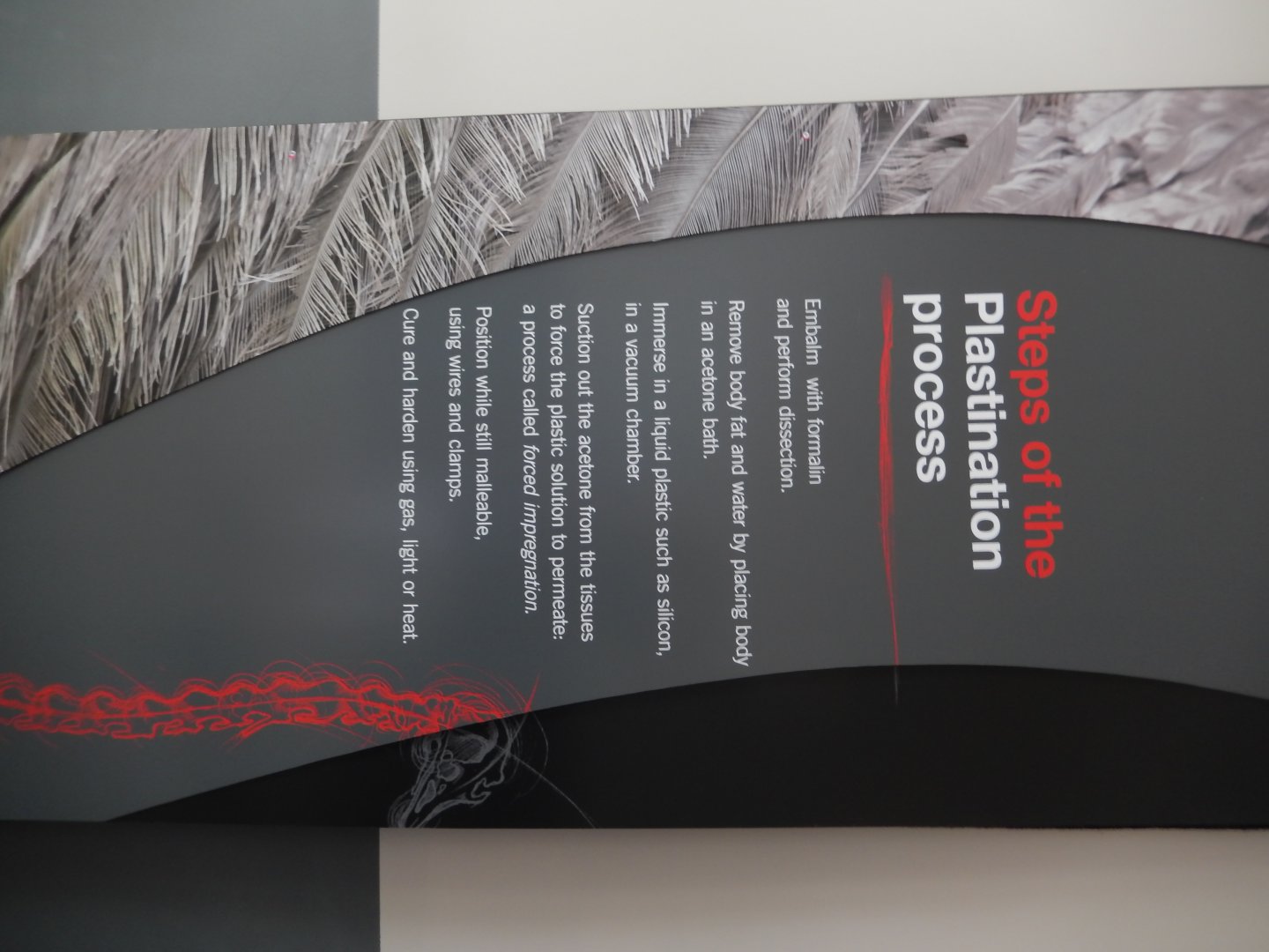 5/17/2017 - Body Worlds: Animal Inside Out - Plastination Explained