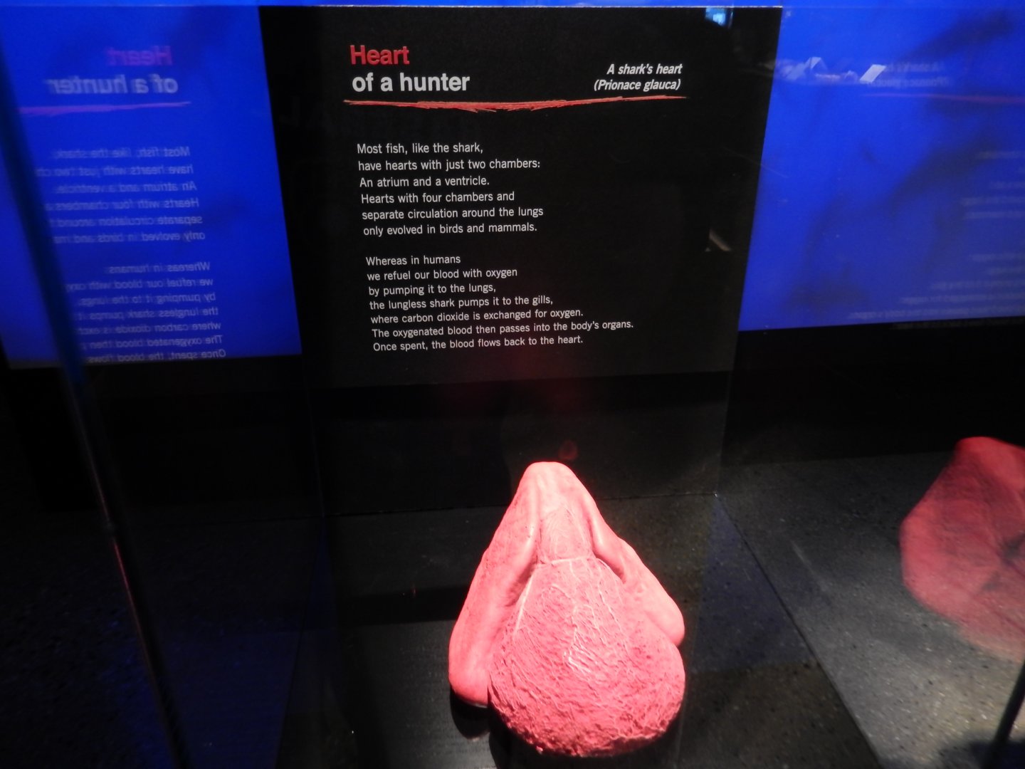 5/17/2017 - Body Worlds: Animal Inside Out - Shark Heart