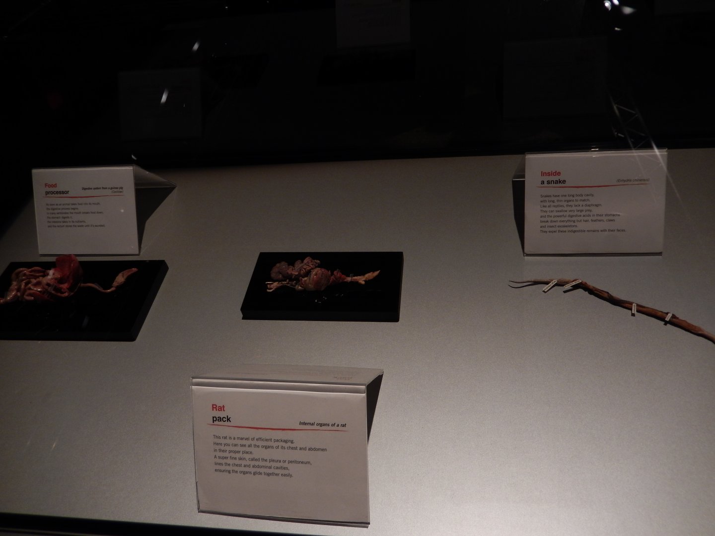 5/17/2017 - Body Worlds: Animal Inside Out - Various Parts