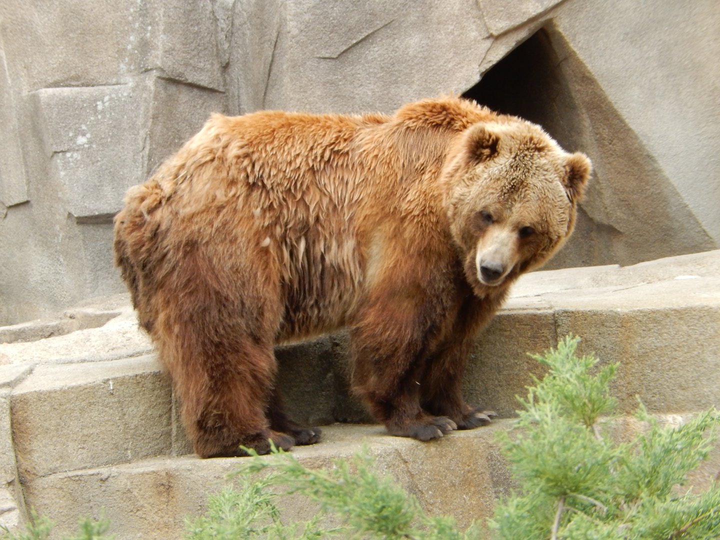 5/17/2017 - Borealis