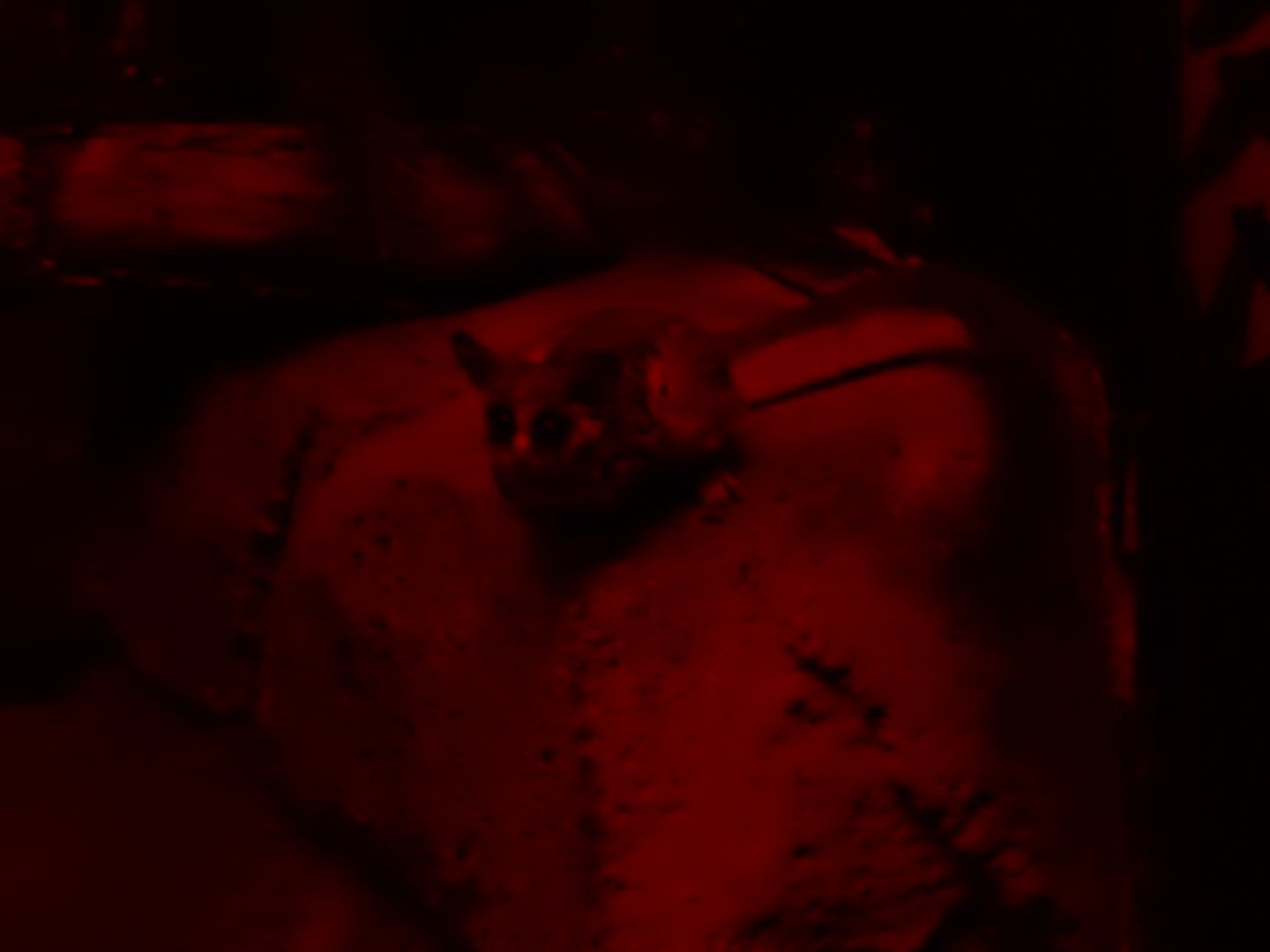 5/17/2017 - Bushbaby