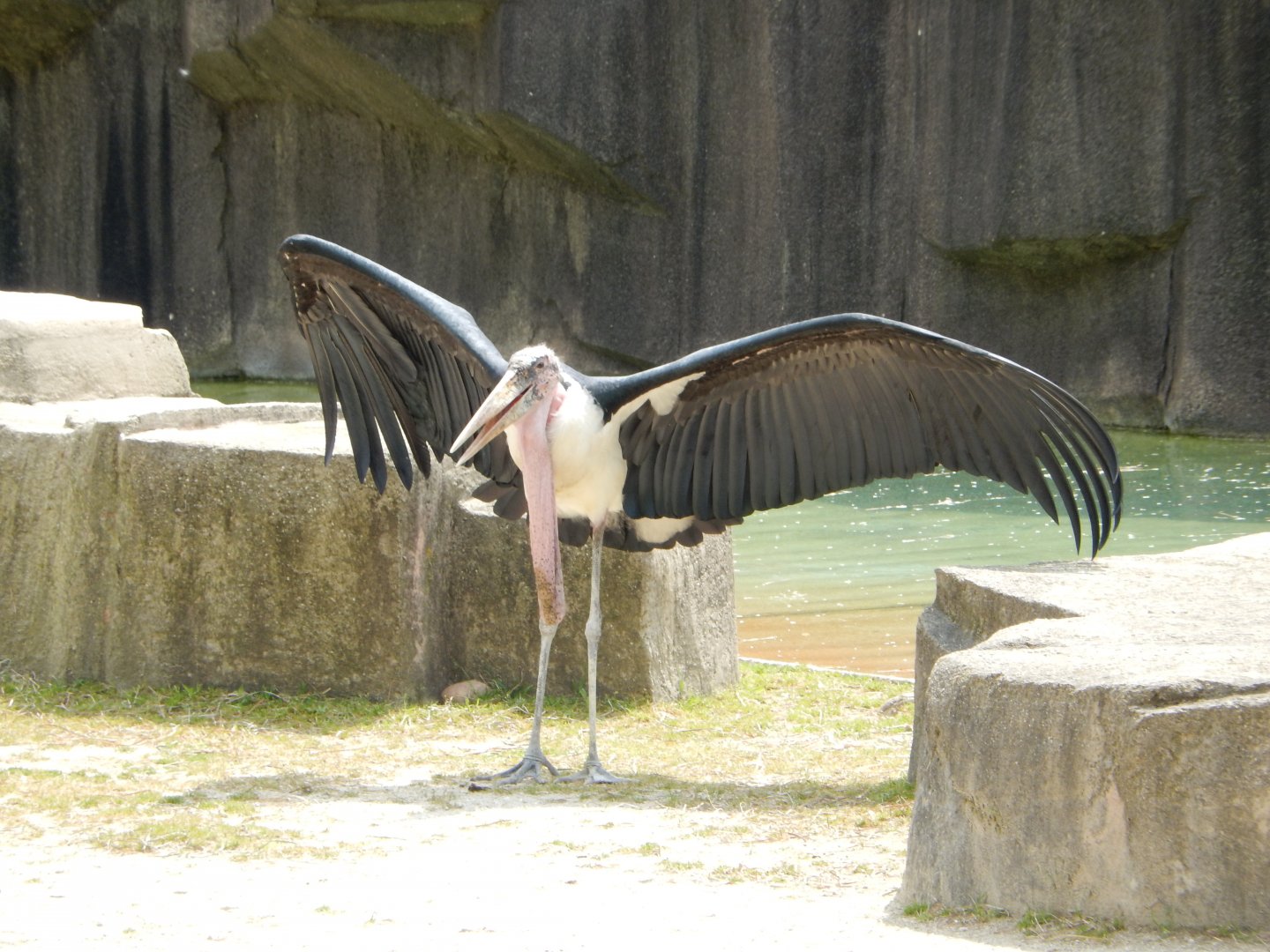 5/17/2017 - Marabou Stork