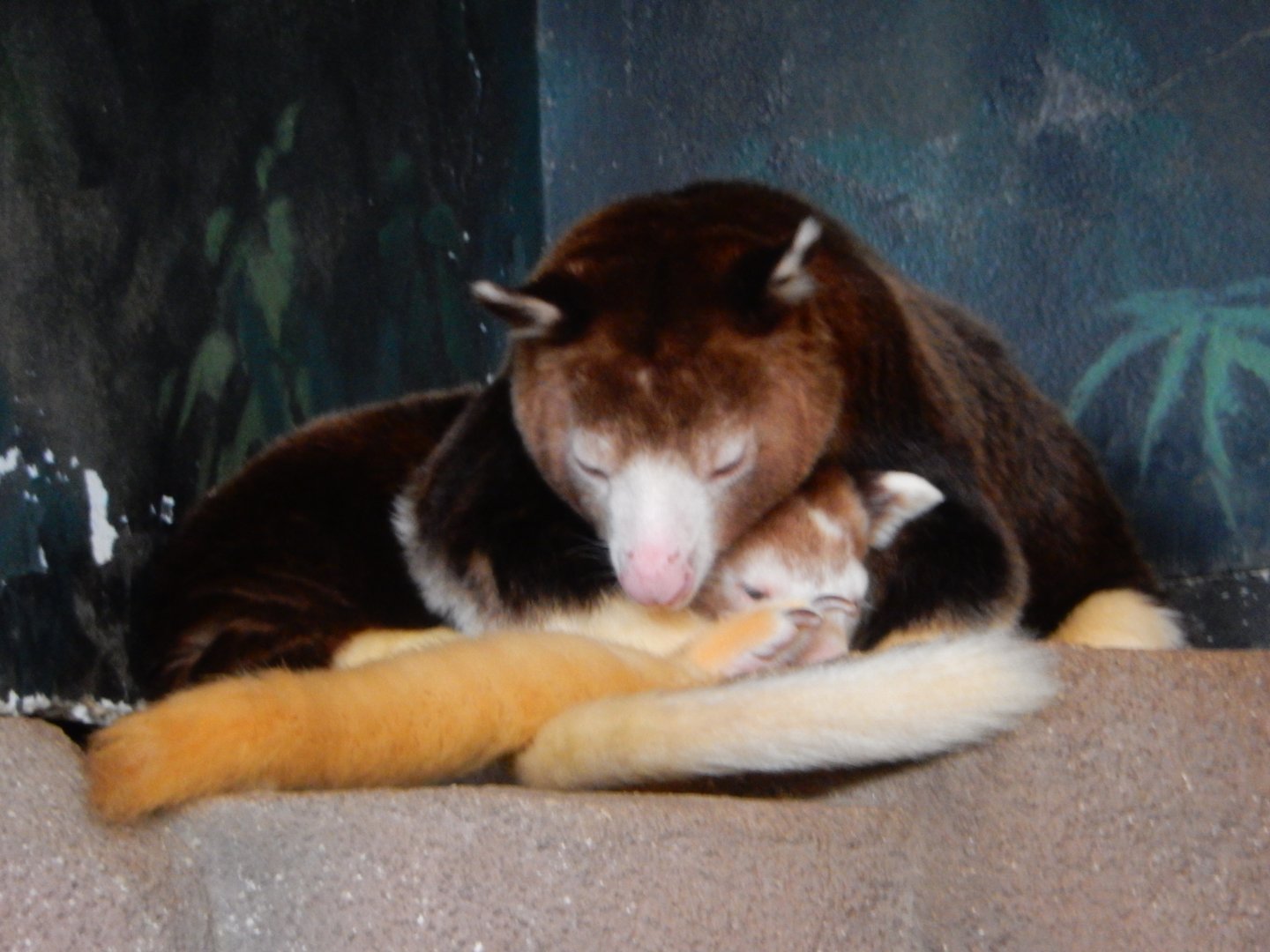 5/17/2017 - Matschie's Tree Kangaroo and Joey