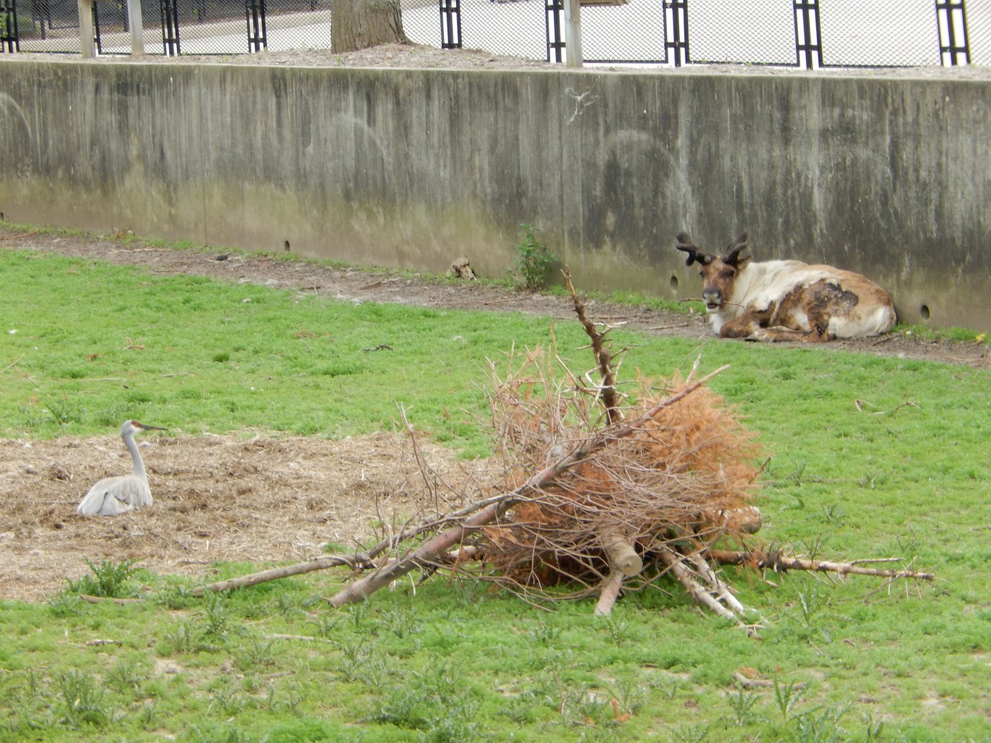 5/17/2017 - Sandhill Crane and Caribou