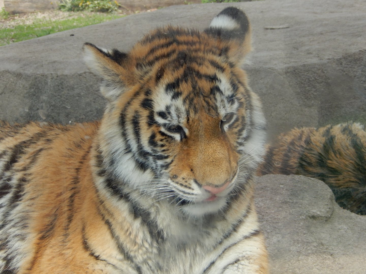 5/17/2017 - Tiger Cub