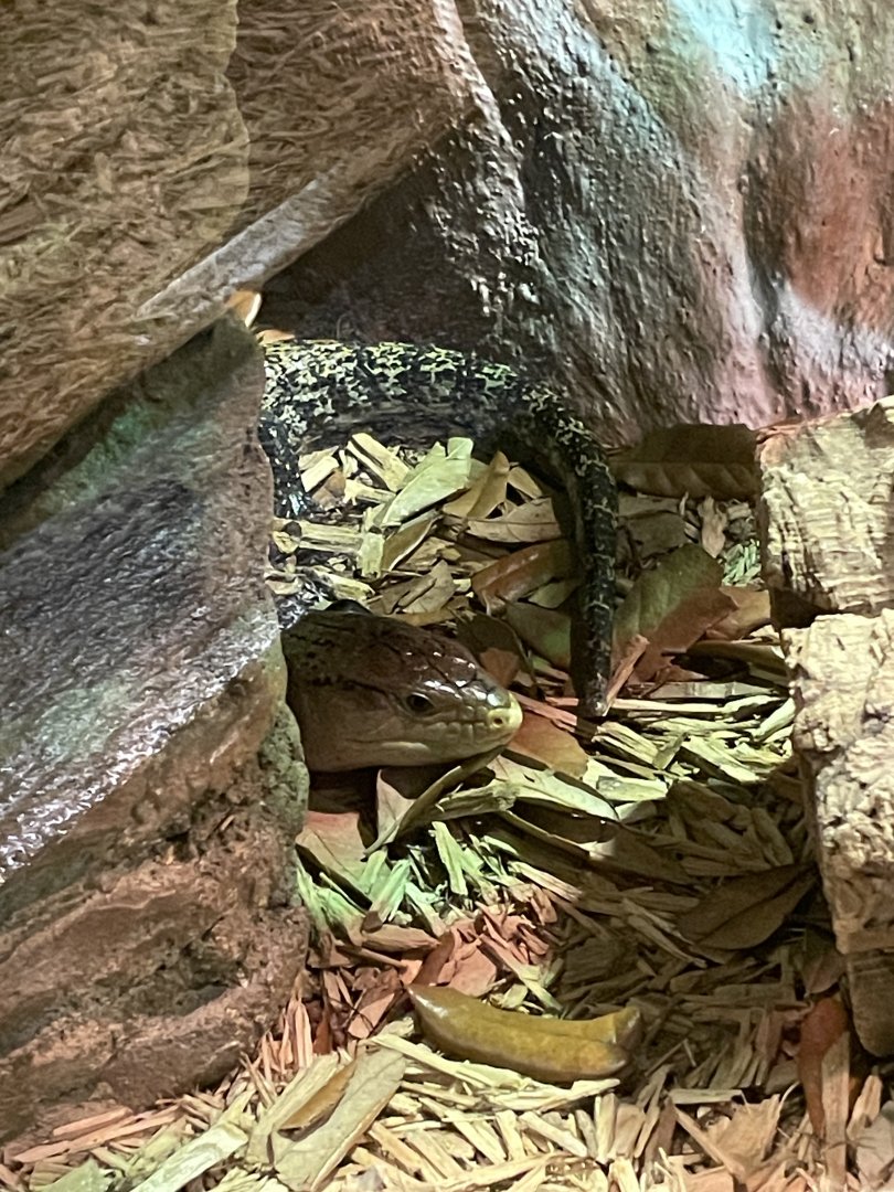 5/17/2025 - Blue-Tongued Skink