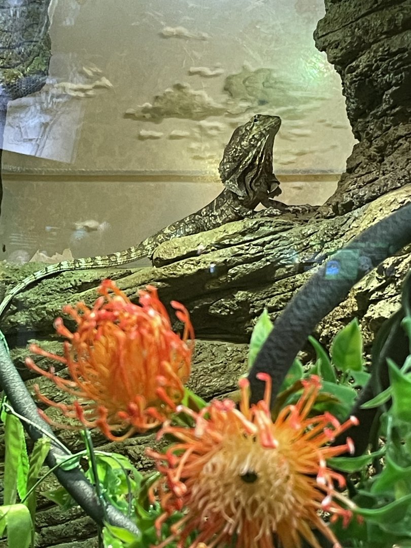 5/17/2025 - Frilled Lizard