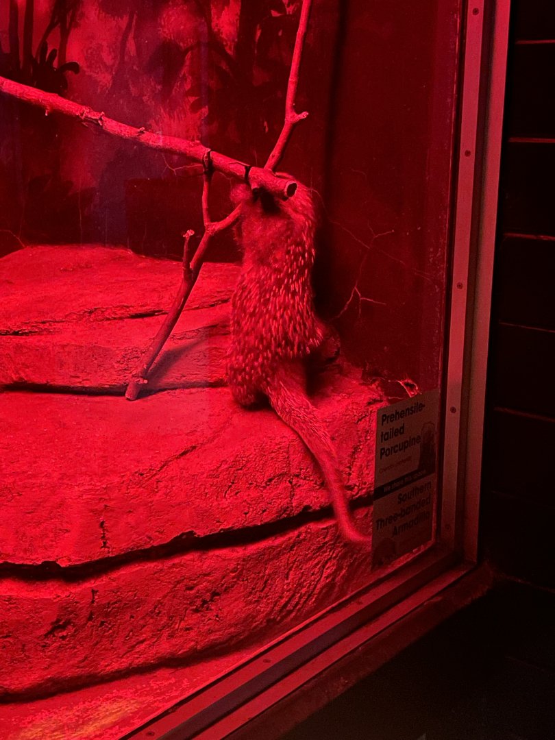 5/17/2025 - Two-Month-Old Prehensile-Tailed Porcupine