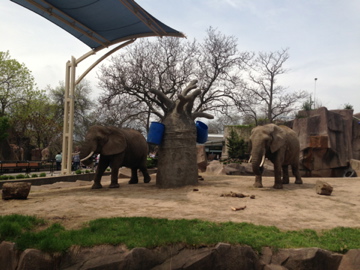 5/19/2014 - African Elephants