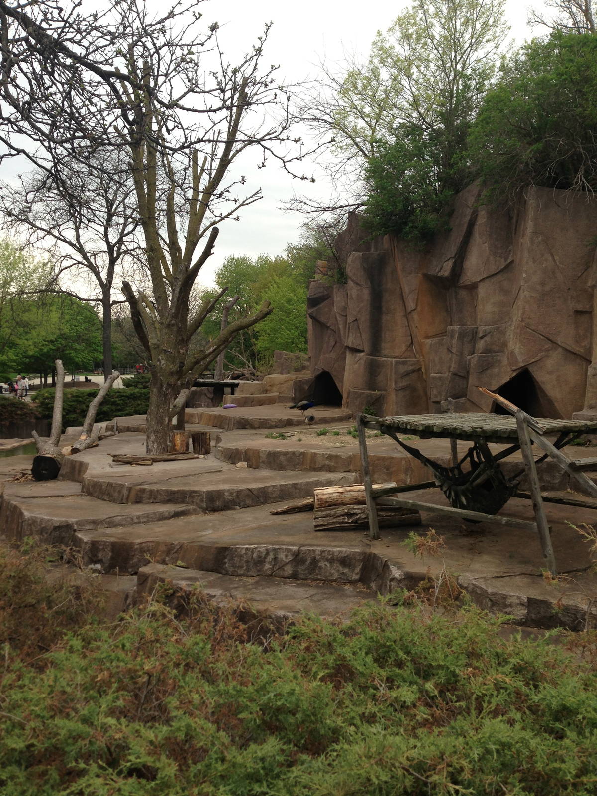 5/19/2014 - American Black Bear Exhibit