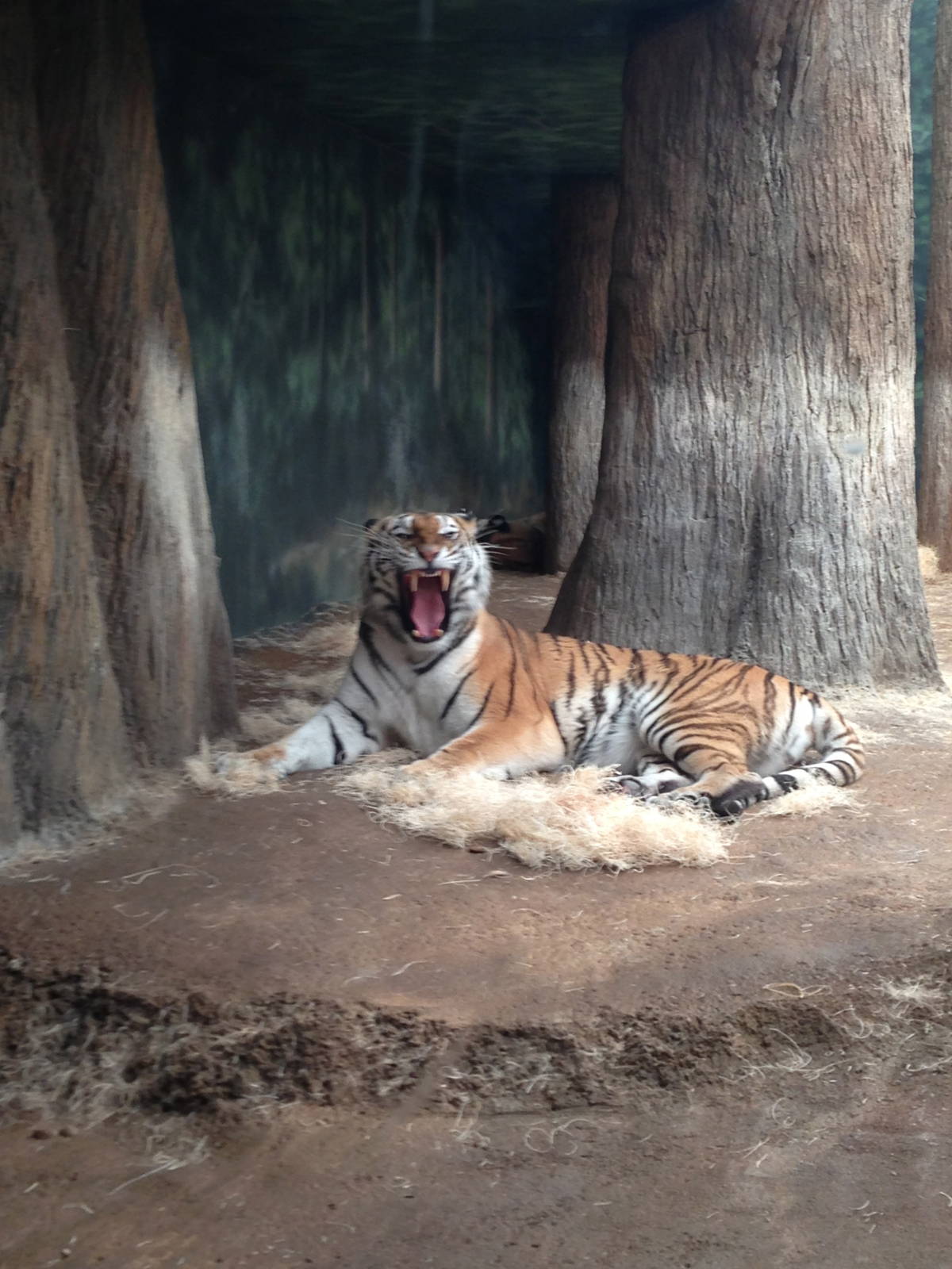 5/19/2014 - Amur Tiger