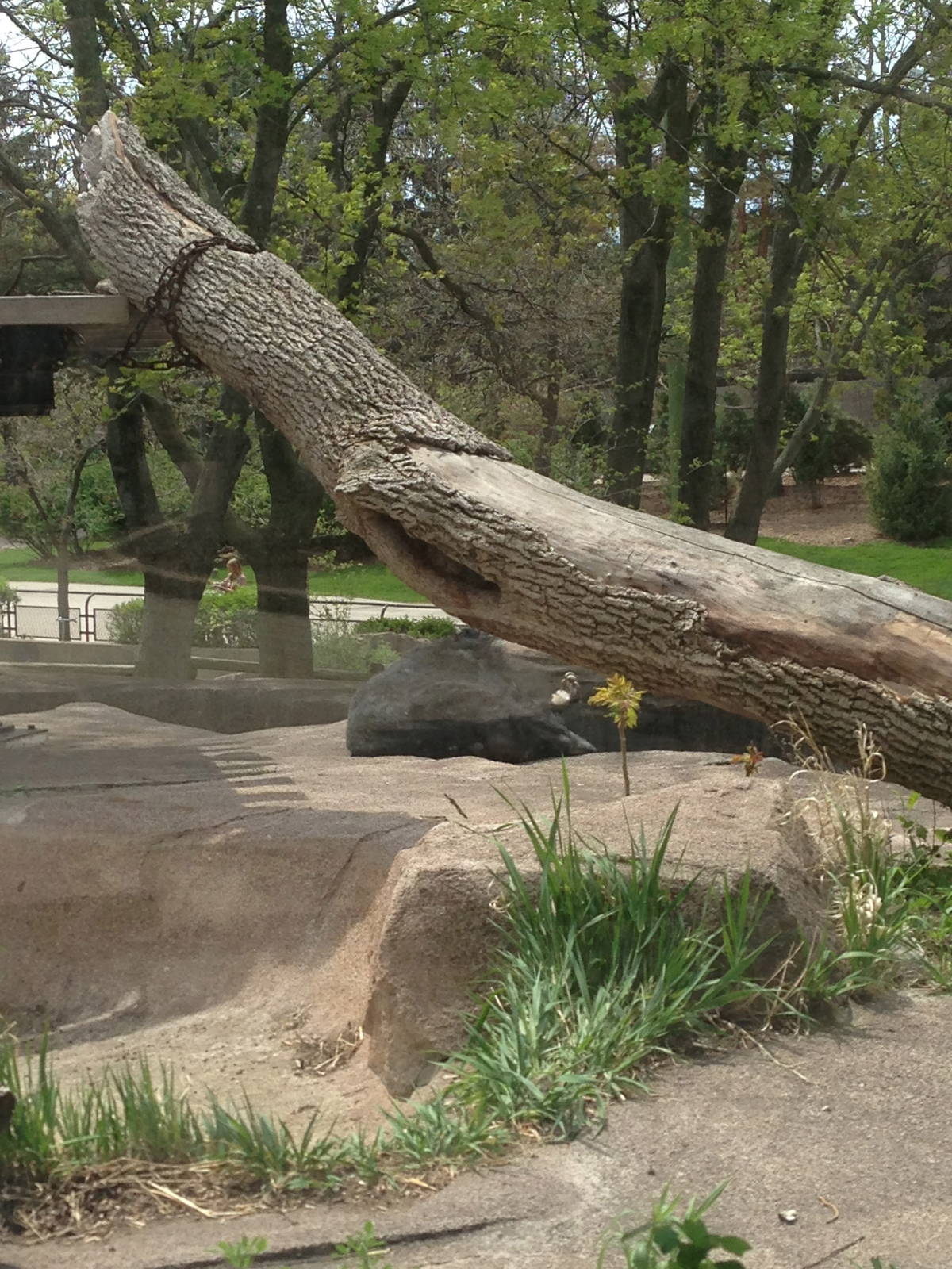 5/19/2014 - Asian Black Bear