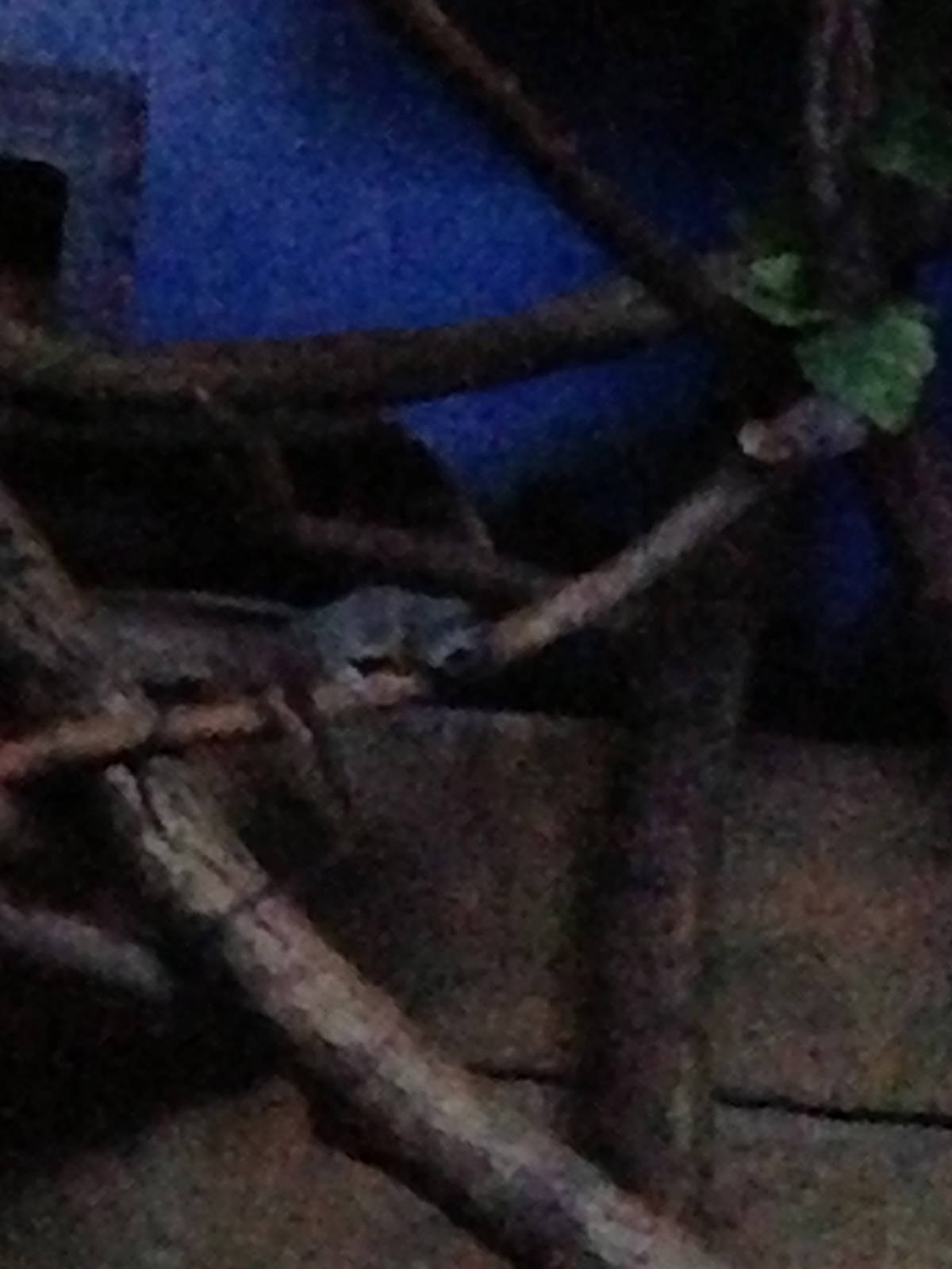 5/19/2014 - Baby Bushbaby