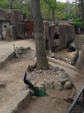 5/19/2014 - Baird's Tapir, Rheas, and Indian Peacock