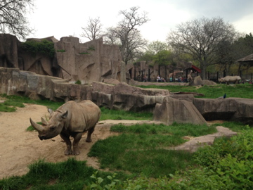 5/19/2014 - Black Rhino Exhibits (with Giraffe Exhibit in Background)