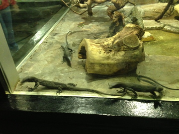 5/19/2014 - Black Tree Monitors