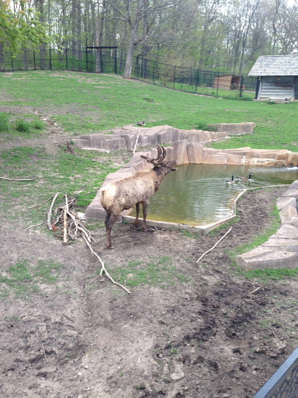 5/19/2014 - Bull Elk