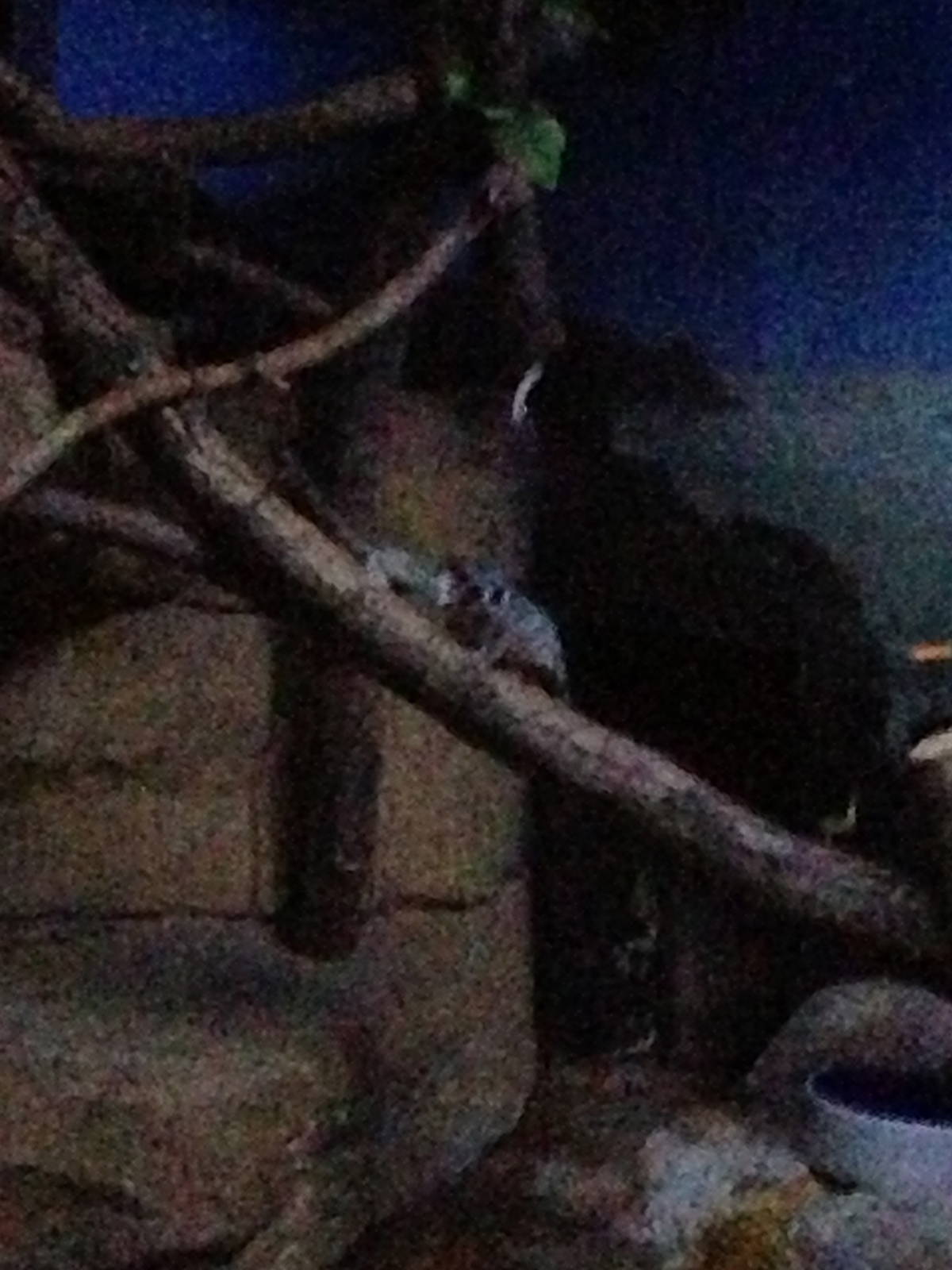 5/19/2014 - Bushbaby Parent and Baby