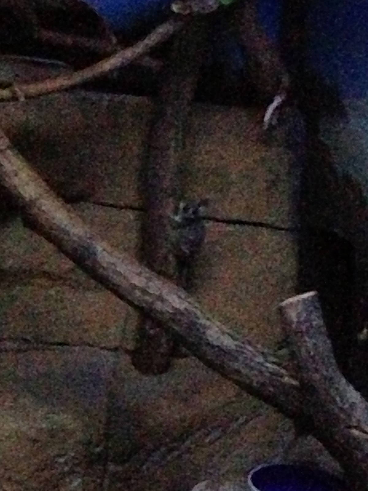 5/19/2014 - Bushbaby