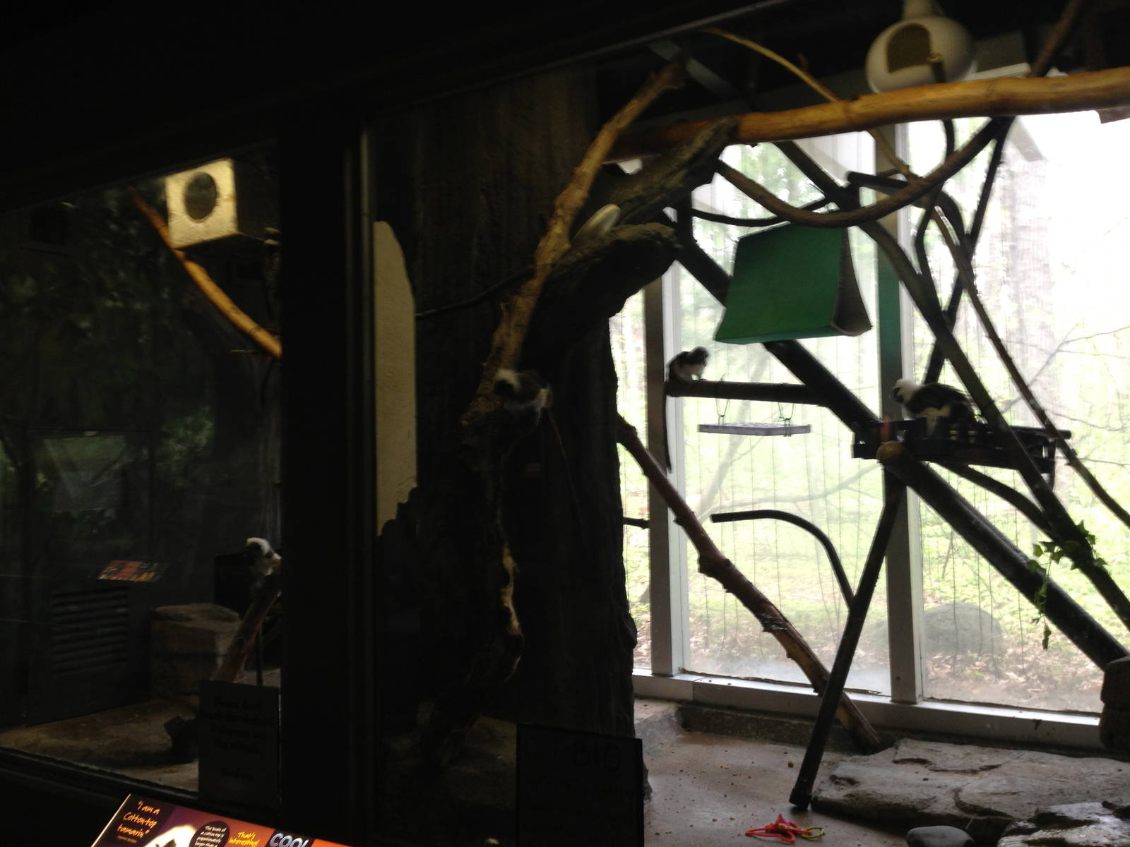 5/19/2014 - Cotton Top Tamarin Exhibit