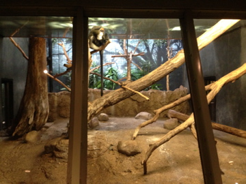 5/19/2014 - De Brazza's Monkey/Diana Monkey Exhibit