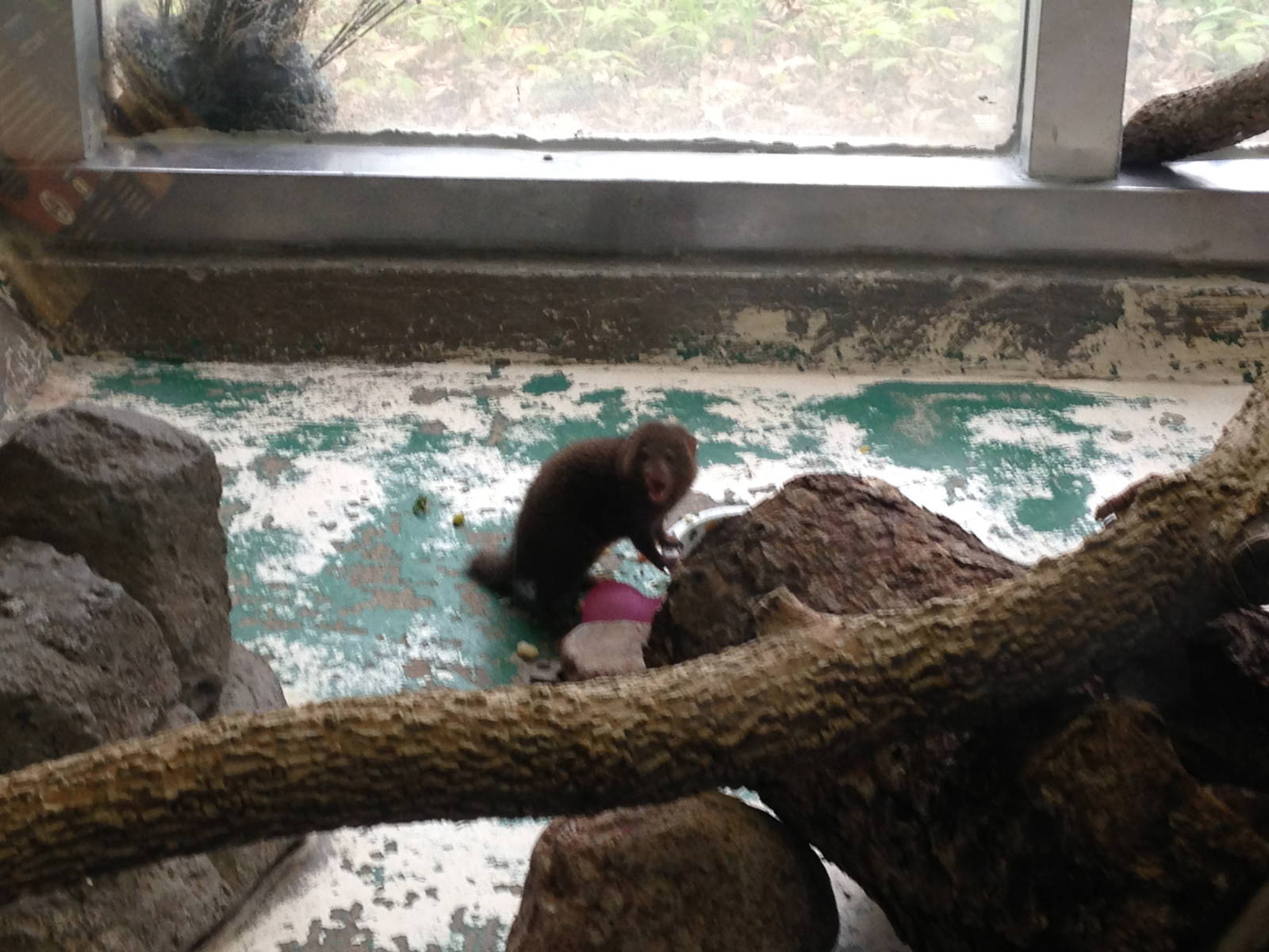 5/19/2014 - Dwarf Mongoose