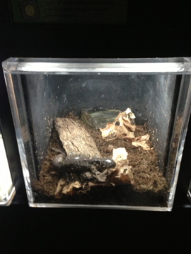 5/19/2014 - Eastern Tiger Salamander Tank