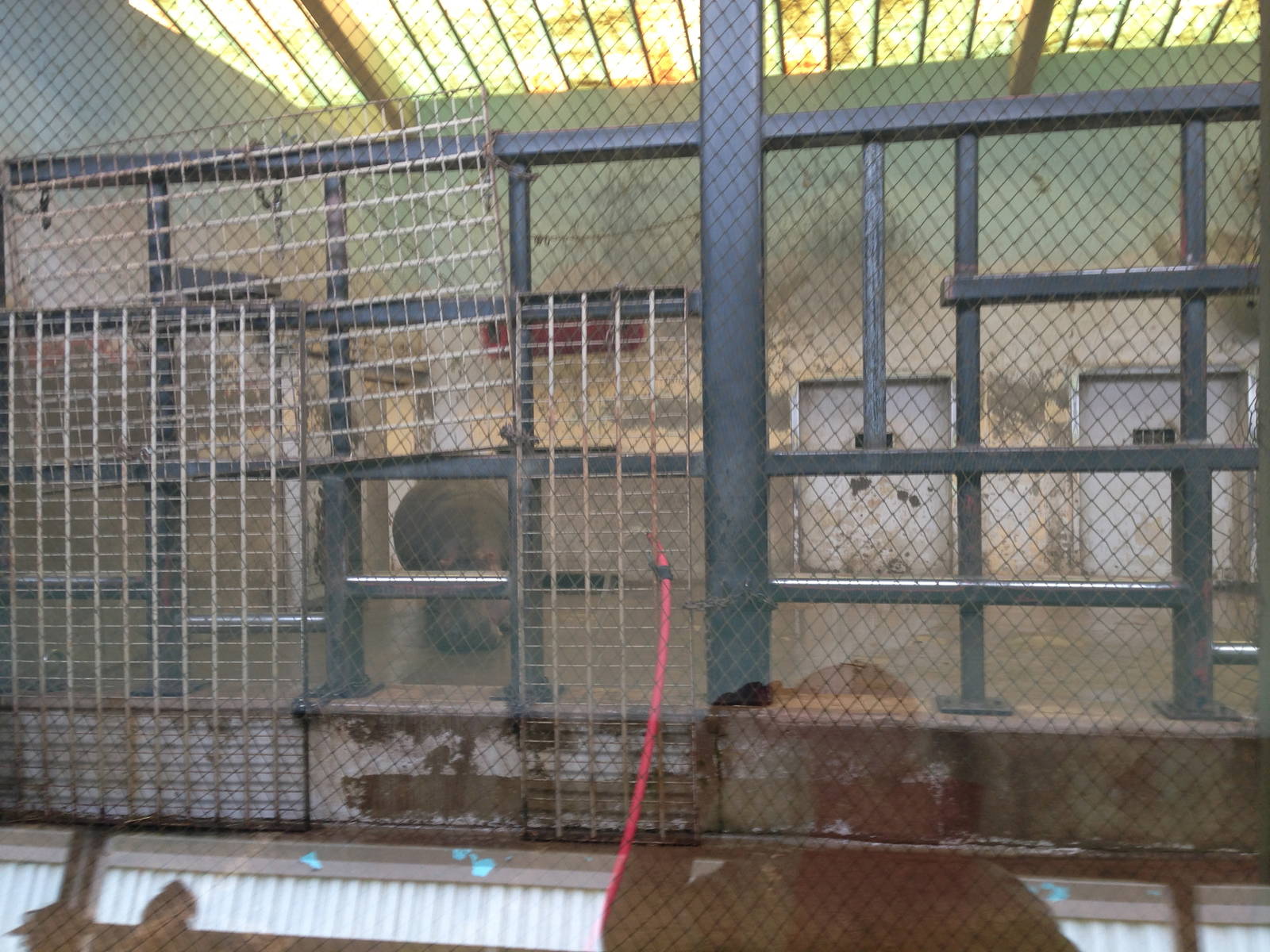 5/19/2014 - Female Hippo in an Elephant Pen