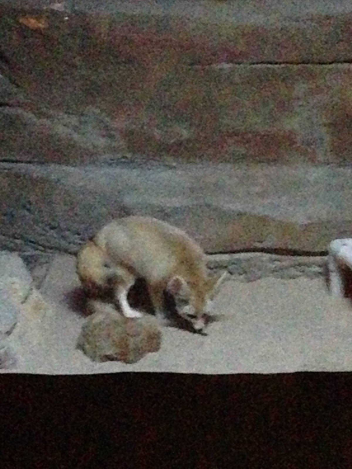 5/19/2014 - Fennec Fox