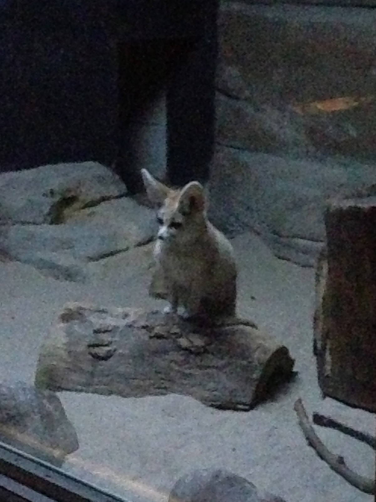 5/19/2014 - Fennec Fox