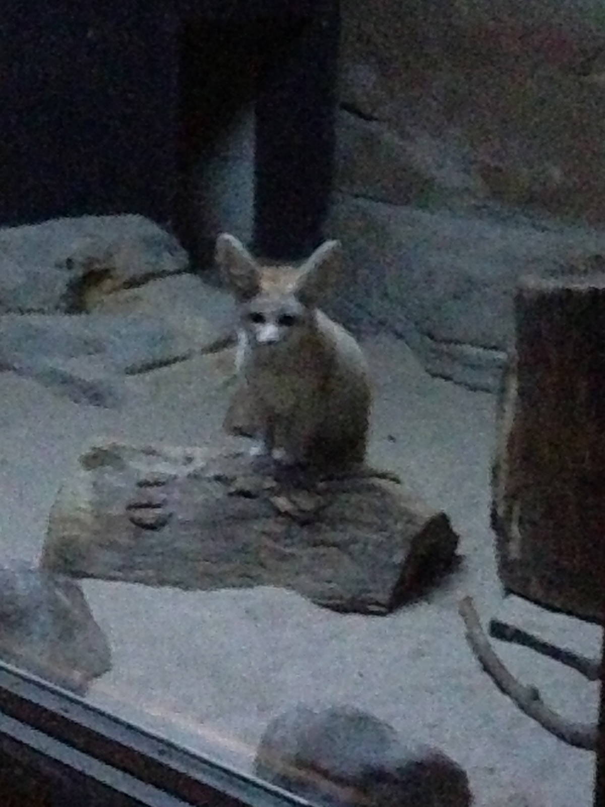 5/19/2014 - Fennec Fox