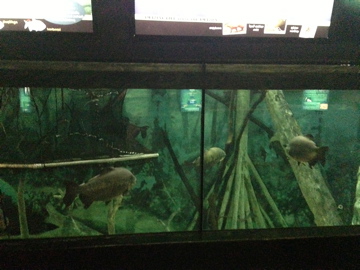 5/19/2014 - Flooded Amazon Forest Exhibit