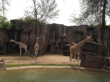 5/19/2014 - Giraffe Herd