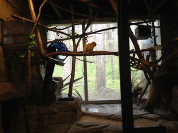 5/19/2014 - Golden Lion Tamarin & Goeldi's Monkey Exhibit