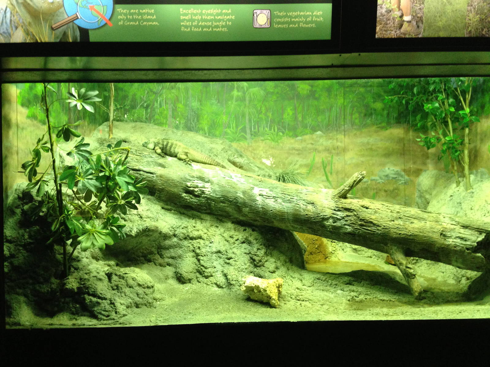 5/19/2014 - Grand Cayman Iguana Exhibit