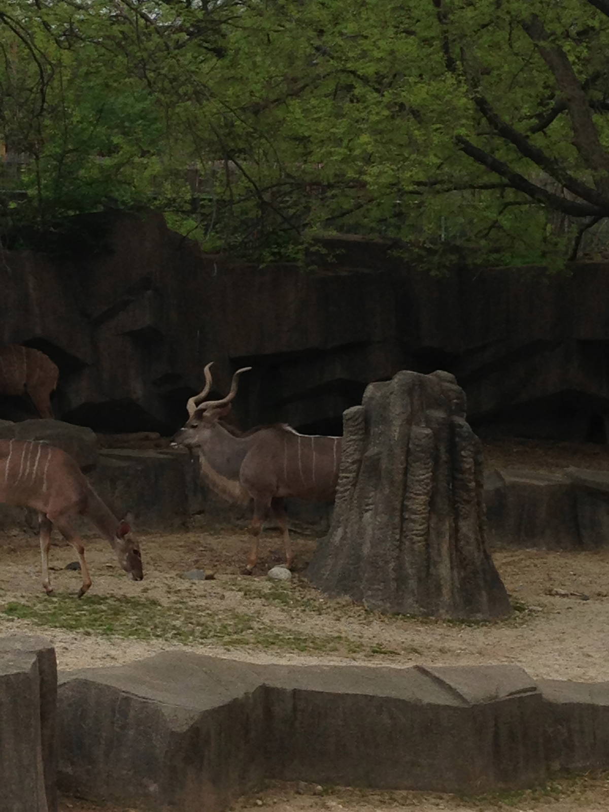 5/19/2014 - Greater Kudus