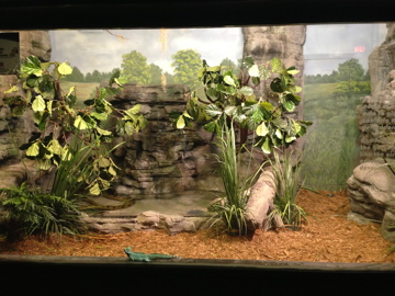 5/19/2014 - Green Anaconda and Basilisk Exhibit