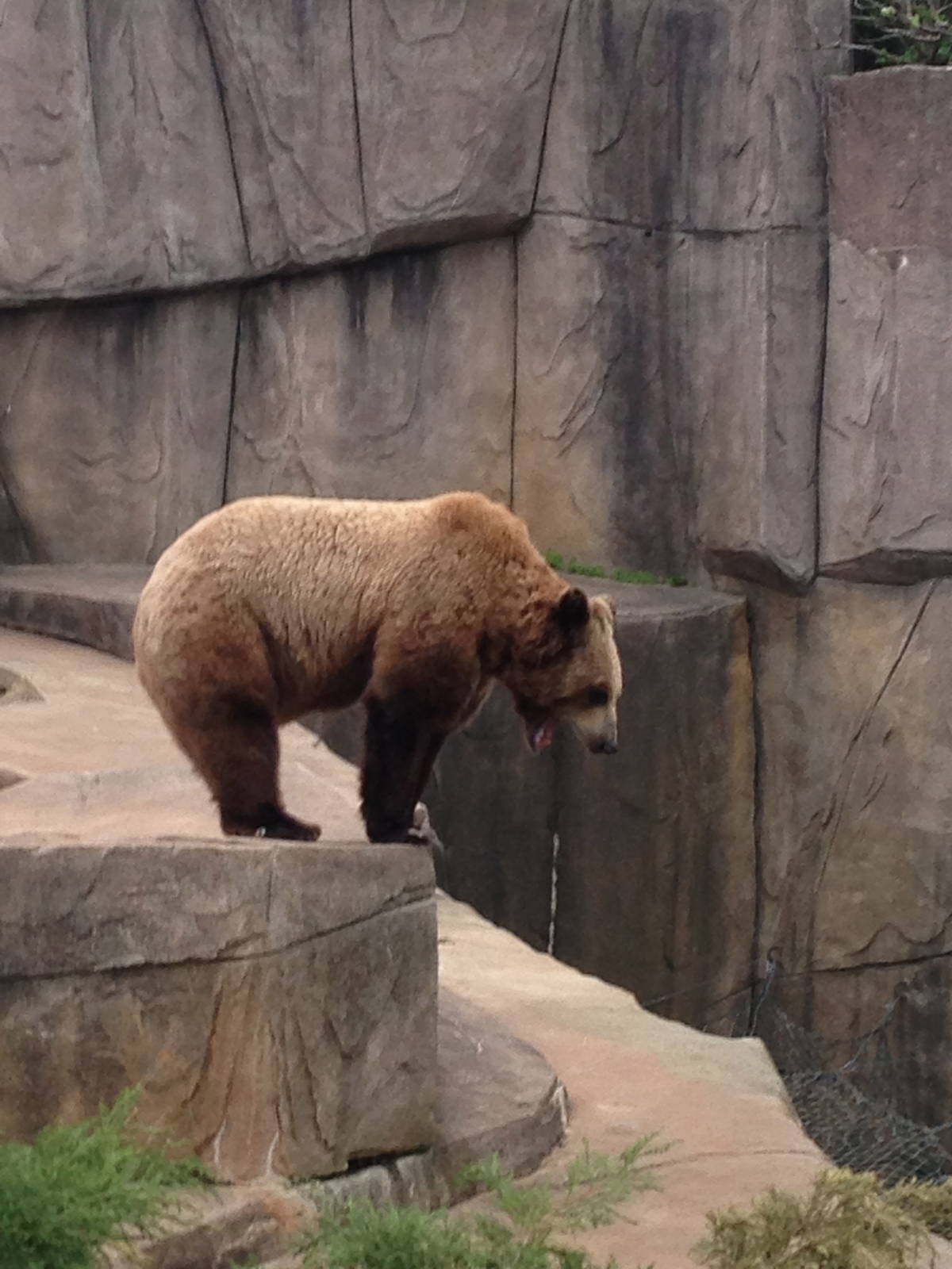 5/19/2014 - Grizzly Bear