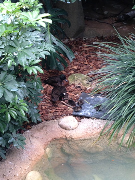 5/19/2014 - Hooded Merganser Family