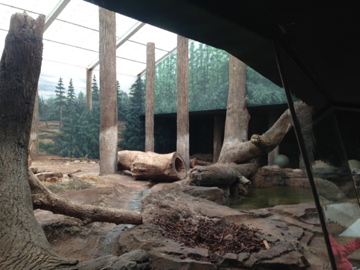 5/19/2014 - Indoor Amur Tiger Exhibit